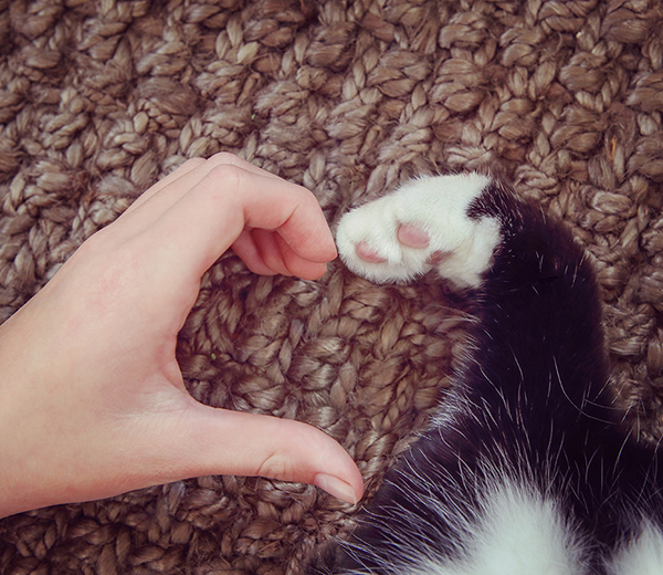mano humana y pata de gatito hacen una forma de corazón