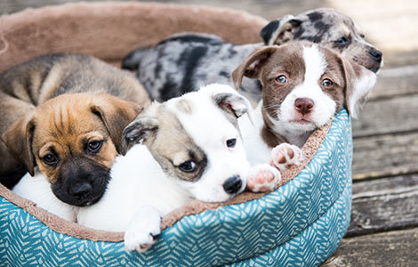 puppies-in-dog-bed