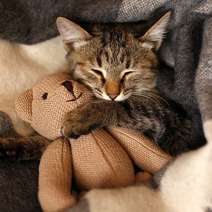 Kitten with Teddy